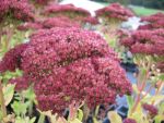 sedum-spectabile-herbstfreude-2
