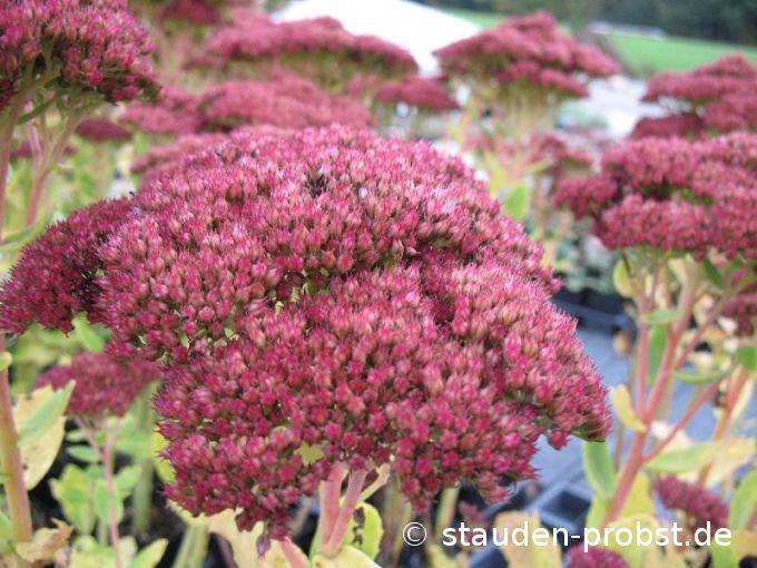 Sedum spectabile 'Herbstfreude' - Fetthenne