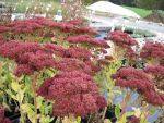 sedum-spectabile-herbstfreude-3