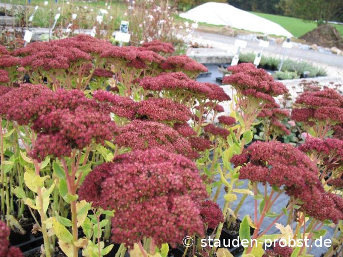 Sedum spectabile 'Herbstfreude' - Fetthenne