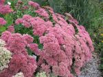 sedum-spectabile-indian-chief-2
