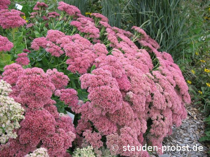 Sedum spectabile 'Indian Chief' - Fetthenne
