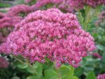 sedum-spectabile-indian-chief