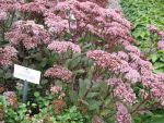 sedum-spectabile-joyce-henderson-3