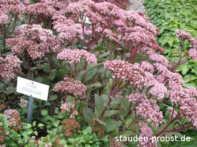 Sedum spectabile 'Joyce Henderson' - Fetthenne