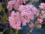 sedum-spectabile-joyce-henderson