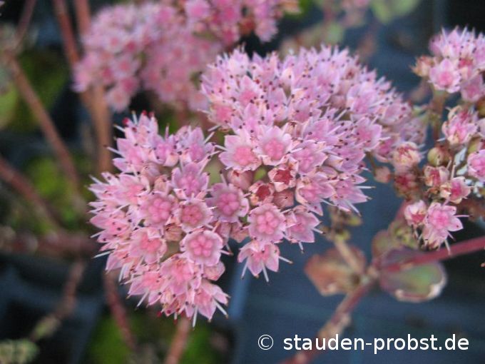 Sedum spectabile 'Joyce Henderson' - Fetthenne