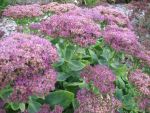 sedum-spectabile-lisa-2