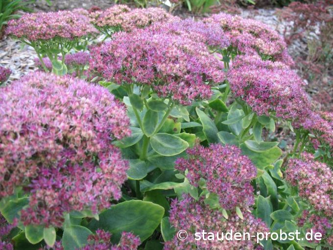 Sedum spectabile 'Lisa' - Fetthenne
