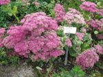 sedum-spectabile-lisa