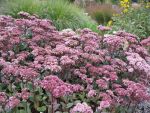 sedum-spectabile-matrona-3