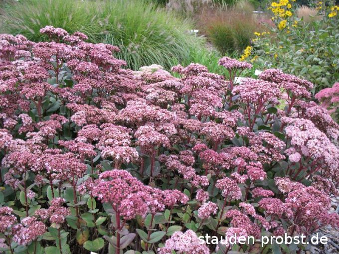 Sedum spectabile 'Matrona' - Fetthenne