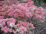 sedum-spectabile-munstead-dark-red-3