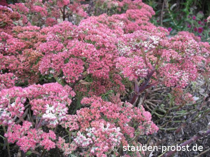 Sedum spectabile 'Munstead Dark Red' - Fetthenne