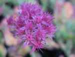 sedum-spectabile-munstead-dark-red