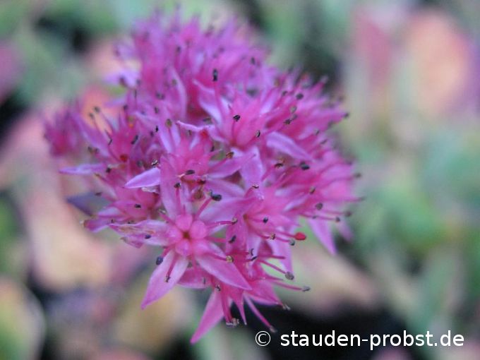 Sedum spectabile 'Munstead Dark Red' - Fetthenne