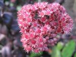 sedum-spectabile-purple-emperor