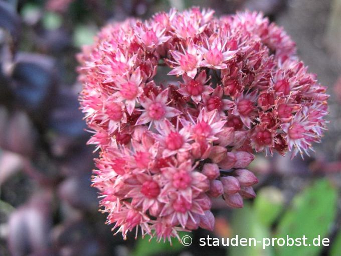 Sedum spectabile 'Purple Emperor' - Fetthenne