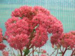 sedum-spectabile-red-cauli
