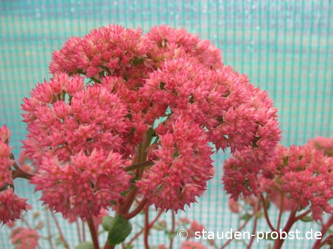 Sedum 'Red Cauli' - Fetthenne