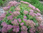 sedum-spectabile-rosenteller-2