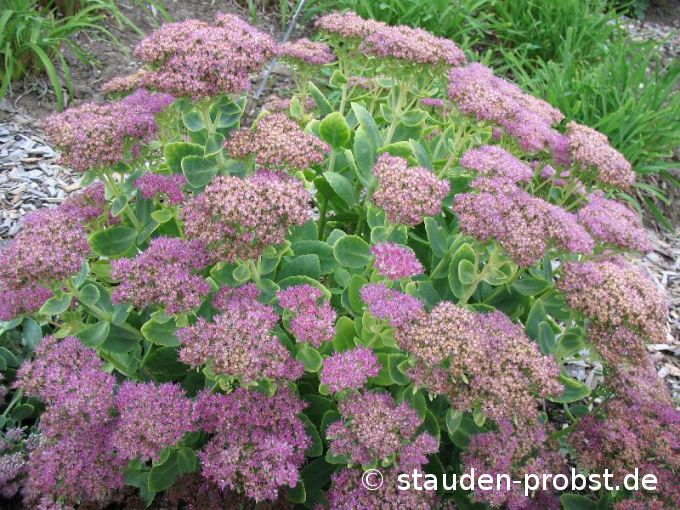 Sedum spectabile 'Rosenteller' - Fetthenne