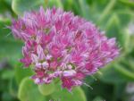 sedum-spectabile-rosenteller