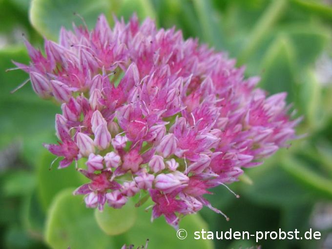 Sedum spectabile 'Rosenteller' - Fetthenne