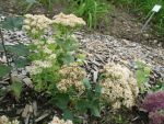 sedum-spectabile-stardust-2