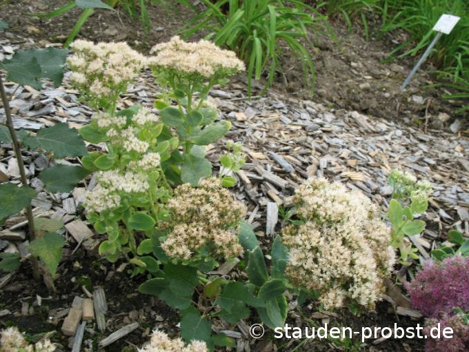 Sedum spectabile 'Stardust' - Fetthenne