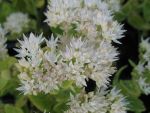 sedum-spectabile-stardust