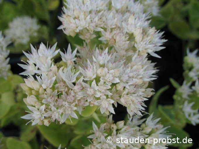 Sedum spectabile 'Stardust' - Fetthenne
