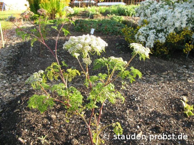 Selinum wallichianum - Kashmirdolde