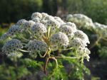 selinum-wallichianum