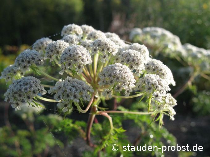 Selinum wallichianum - Kashmirdolde