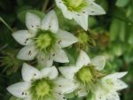 sempervivella-sedoides