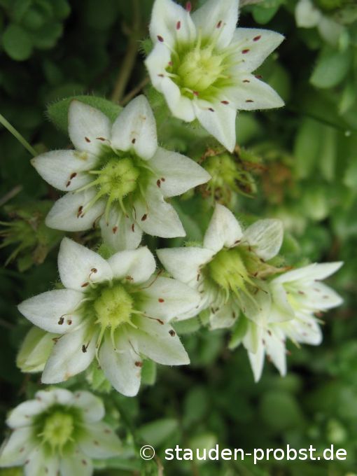 Sempervivella sedoides - Himalayahauswurz