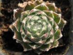 sempervivum-hyb-ankogel