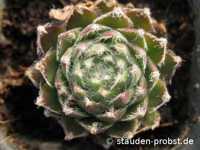 Sempervivum 'Ankogel' - Hauswurz