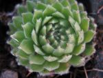 sempervivum-hyb-apache