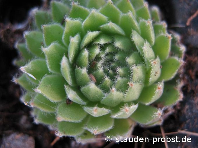 Sempervivum 'Apache' - Hauswurz