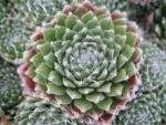 sempervivum arachnoideum-2