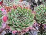 sempervivum arachnoideum calcareum-2