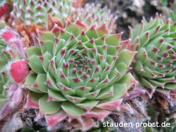 Sempervivum arachnoideum x calcareum - Hauswurz