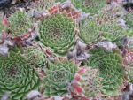 sempervivum arachnoideum calcareum