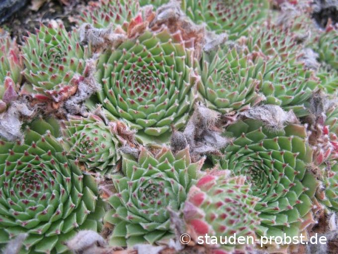 Sempervivum arachnoideum x calcareum - Hauswurz