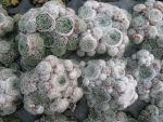 sempervivum arachnoideum minor