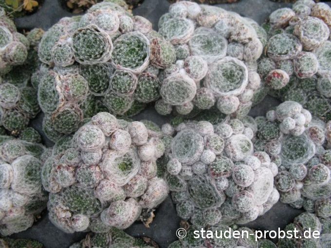Sempervivum arachnoideum 'Minor' - Spinnwebhauswurz