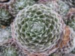 sempervivum arachnoideum rubrum 2