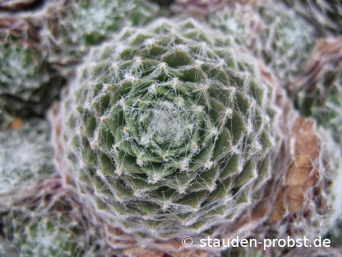 Sempervivum arachnoideum 'Rubrum' - Spinnwebhauswurz